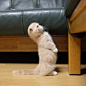 #宠物表情包#一只喜欢站立的小折耳猫，萌爆~ ​​​​@微博萌宠​​​​