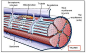 https://www.studyblue.com/notes/note/n/physio-534-study-guide-2010-11-stephenson/deck/9741925