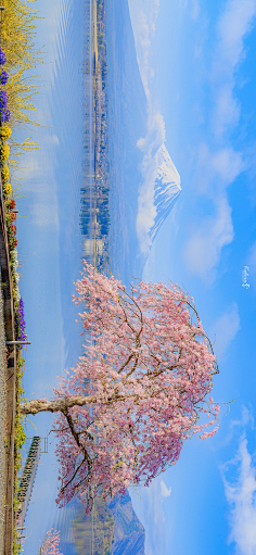 樱花背景-花瓣网|陪你做生活的设计师 | 电脑无水印壁纸』#小清新壁纸##聊天背景图#