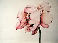 留着，总有一天我要画下来