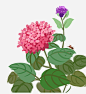 繡球花 紫色 紫陽花 桃色, 玫紅, 盛開, 春光 PNG圖案素材