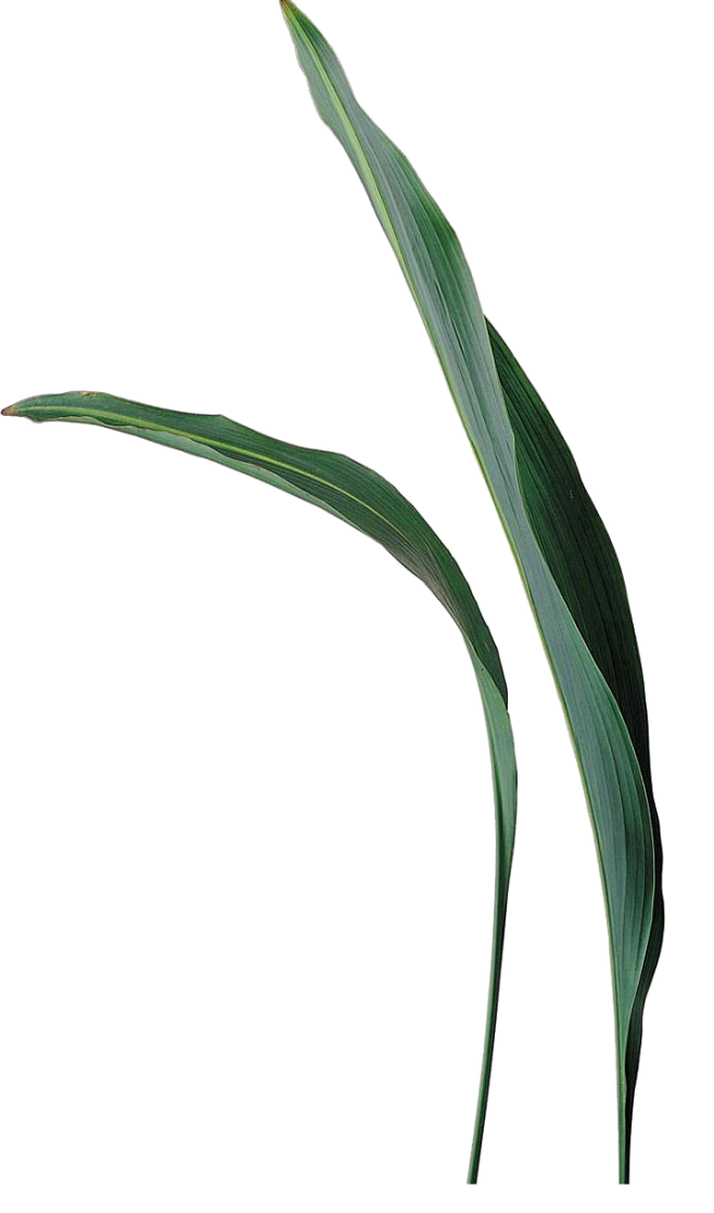 叶子