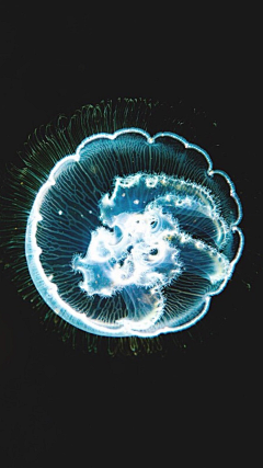 爱ღ与孤独采集到水母，jelly fish