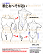 #漫画素材工房 個人メモ：胴体(前面)のポイント - 漫画素材工房的插画