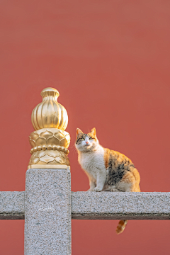 林木亦森采集到猫猫狗狗