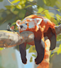 Red panda