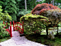 园林 景观 沙 石 水 植物 禅意 日本 锦鲤鱼池