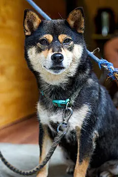 点击来源直接获取大图文件 |两只可爱有趣的柴犬
