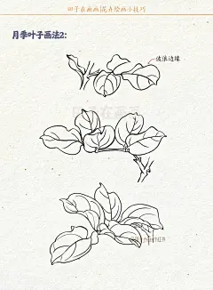 月季花叶子