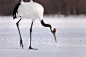 Japanese Crane at Kushiro,Hokkaido,Japan