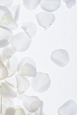 Rose Petals on white background by Kristin Duvall for Stocksy United