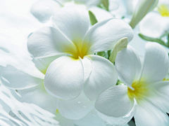 紫云08采集到白色花卉