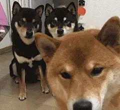 (4 封私信 / 34 条消息) 柴犬表情包 - 搜索结果 - 知乎