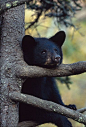 meownow:

Black Bear cub
