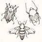 手绘雕刻圣甲虫——纹身矢量的草图Hand Drawn Engraving Sketch of Scarab Beetle - Tattoos Vectors蜜蜂、甲虫、黑色、错误,卡、收集、概念,装饰,设计师,绘图,埃及、蚀刻、欧元、上帝,美术,历史,蜂蜜,图标,说明,自然,老皇后,复古,符号,夏天,纹身,矢量,白色翅膀,工人 bee, beetle, black, bug, card, collection, concept, decorative, designer, drawing, egypt,