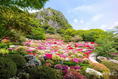 hm2005采集到花海