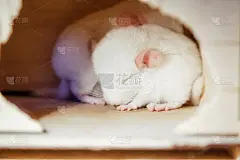 白色的栗鼠宝宝正在睡觉