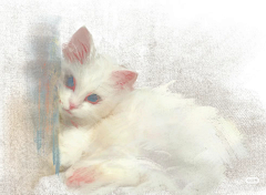 猫の猫采集到喵星人实绘