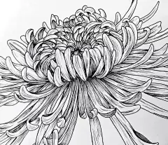 这样画针管笔花卉，小白也可以秒变大神！_手机搜狐网