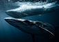 blue humpback marine mammal marlin Nature Ocean Photography  sea underwater Whale