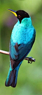 Green Honeycreeper