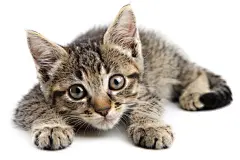 大眼睛猫咪宠物摄影