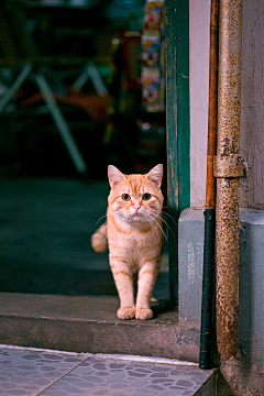 Origin丶折纸采集到猫