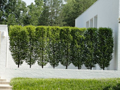 XYAAA采集到植物材料-高绿篱