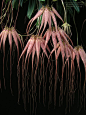 Bulbophyllum Elizabeth Ann 'Buckleberry'