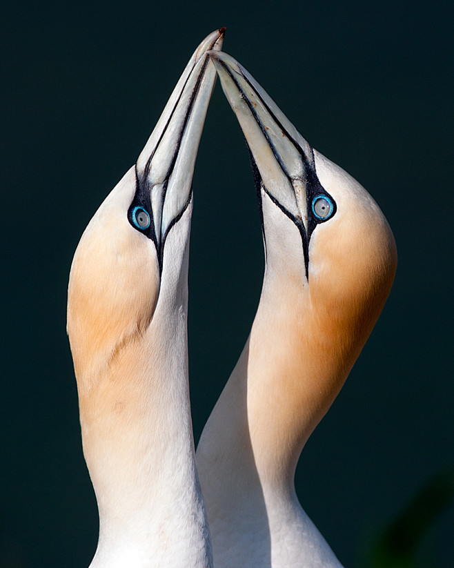 Gannets by pixellenc...