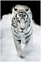 【动物结构-狮-虎-豹-犬-鸟-熊猫-动物摄影】104P-3套,微元素,游戏资源,游戏素材,下载,游戏美术www.element3ds.com - E3D