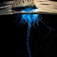 每日中文壁纸杂志的微博_微博