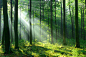 秋天森林里美丽的清晨阳光图片下载 - 觅知网