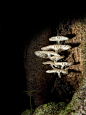 fungi 010 by jitspics on deviantART