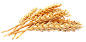 麦穗