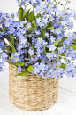 白色木质背景上的蓝色花束