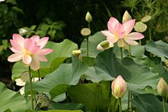 小C菜花采集到花（荷花）