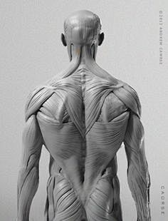 AnatomyTools.com -- ...