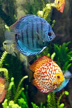 hmjuan1987采集到海洋生物
