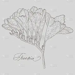 小苍兰抽象派色彩拼贴线条艺术。小苍兰等高线图。最小的花插图。