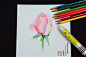 玫瑰花开——圆珠笔+彩铅画于2015年2月（耗时8-10小时）