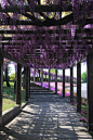 紫藤的走廊，鸟羽，日本京都