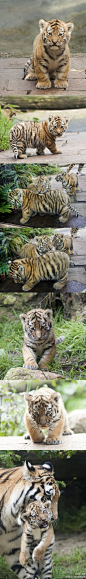 荷兰DierenPark Amersfoort动物园里几只小老虎两个月大、第一次被妈妈带出来外面时的样子，腿脚都还站不稳各种就地打滚，还要被妈妈叼走，超弱啦……