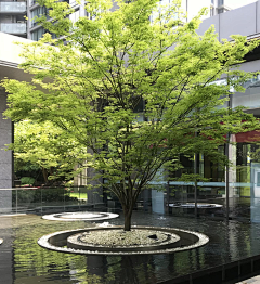 nuo诺言采集到【植物】实景图片