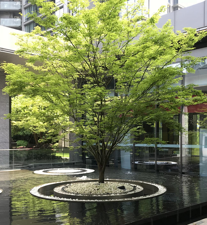 鸡爪槭