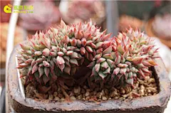 立春，多肉植物新的开始 – 多肉联萌