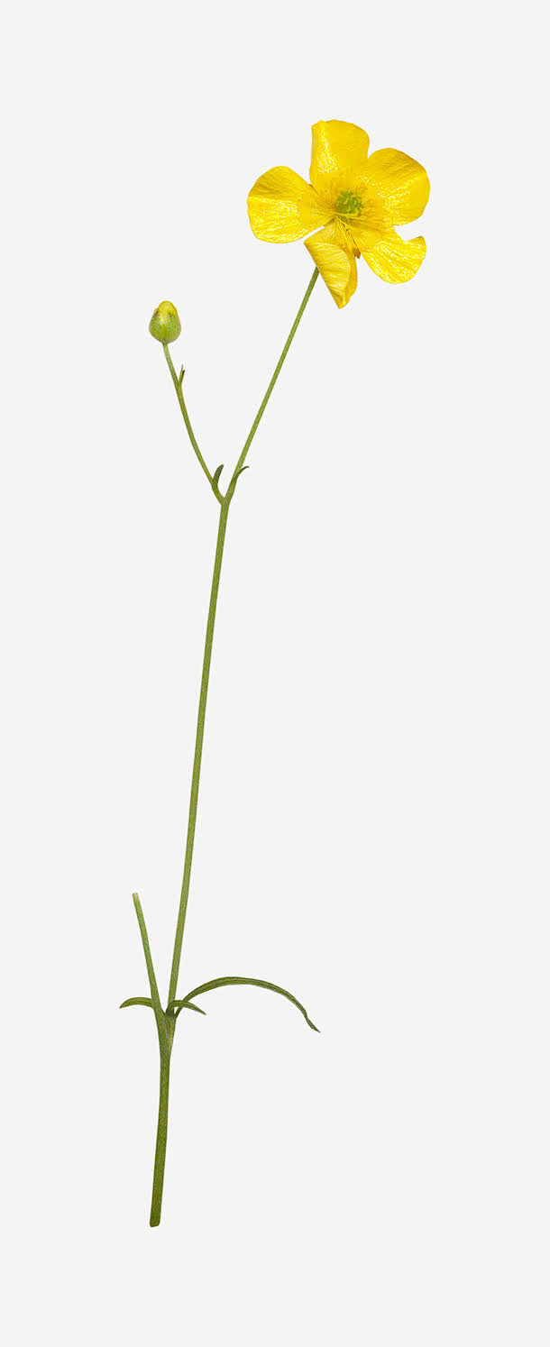喜提地球：植物 水果