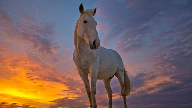 Camargue Horse at Su...