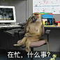 一夜之间，“吗喽”占领了年轻人的生活圈