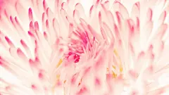 鲜花绿叶特写唯美图片桌面高清壁纸桌面壁纸4